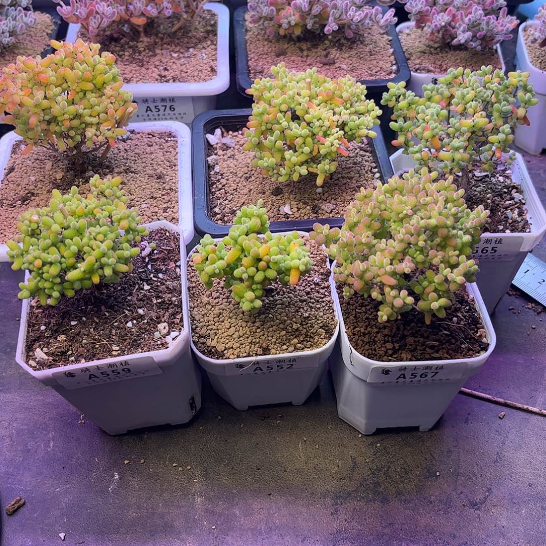 我***子567套餐6颗枝干番杏