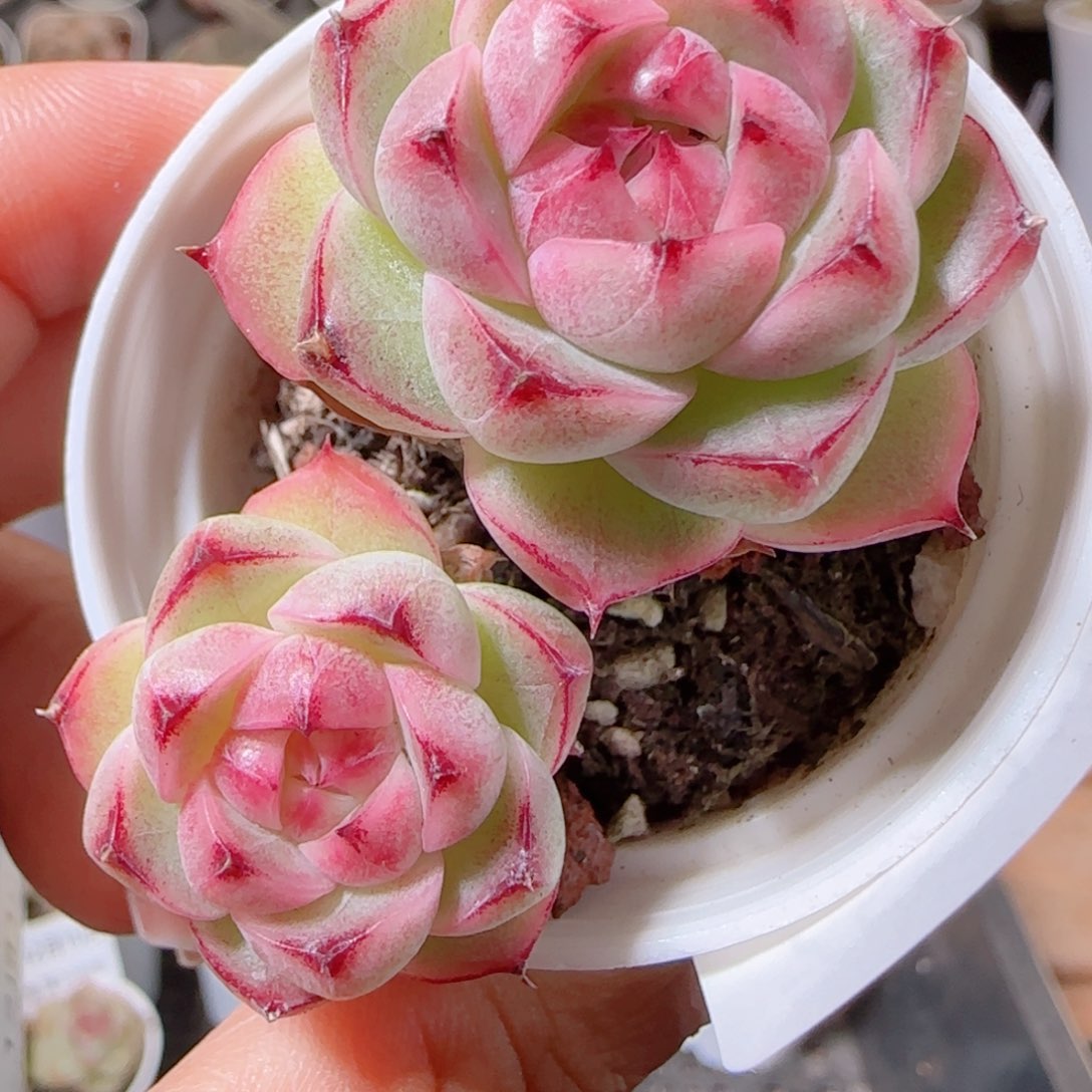 ****～花语多肉1210-75散