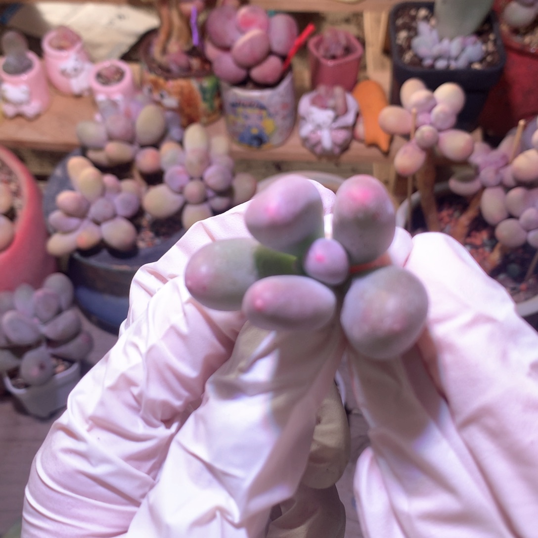 719米可米可米可砍头