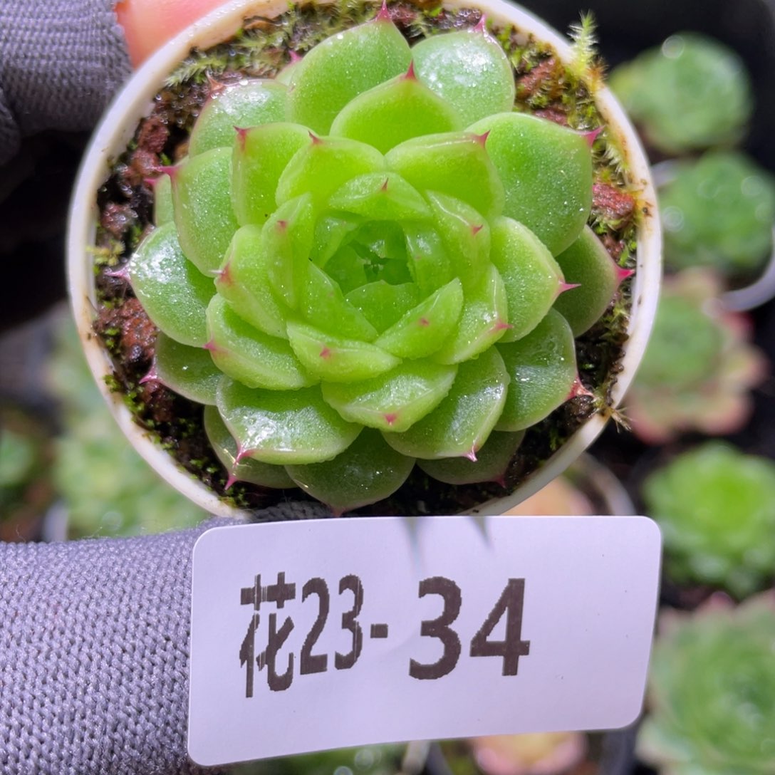 花利美23-34海王 