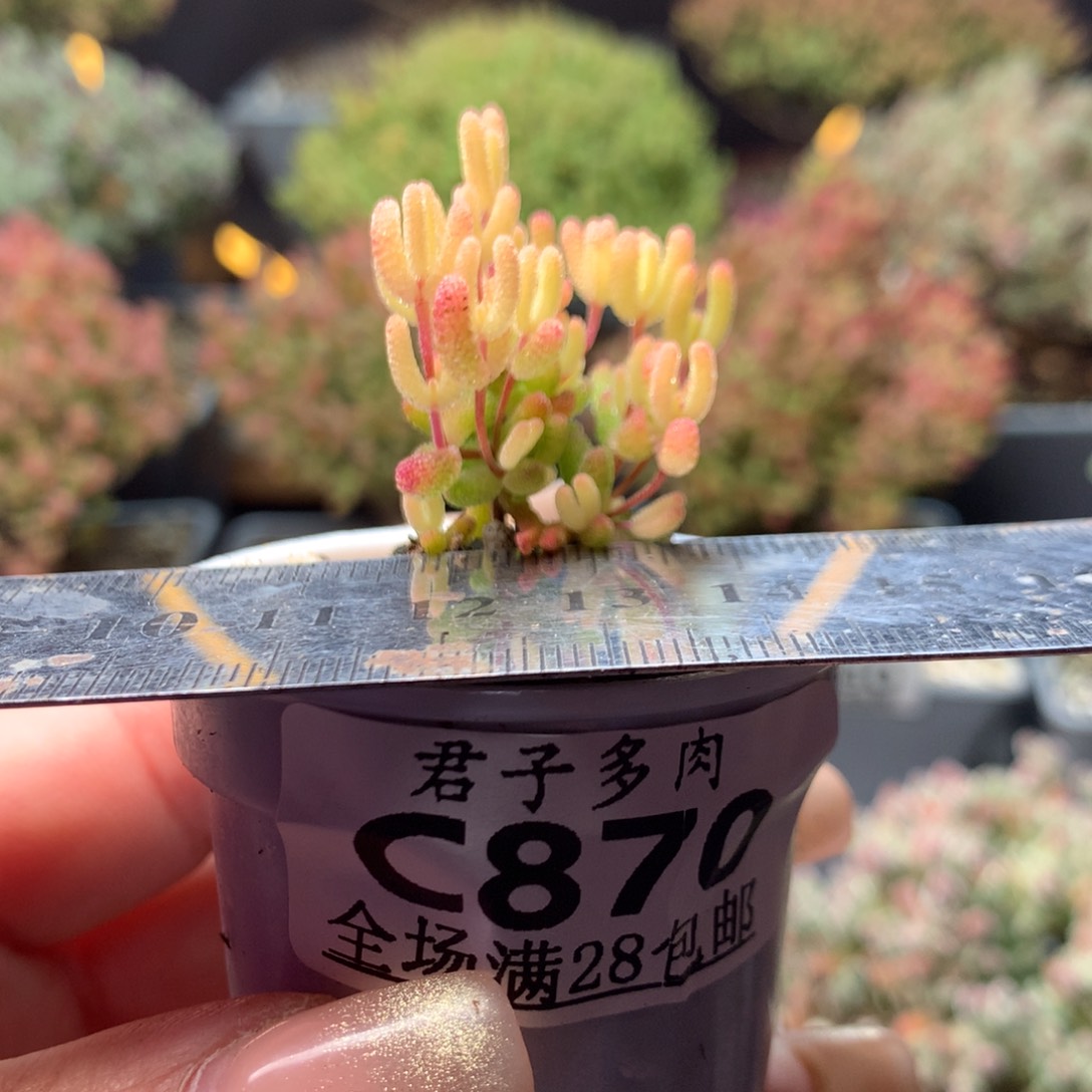 c870蜜橘糖球。