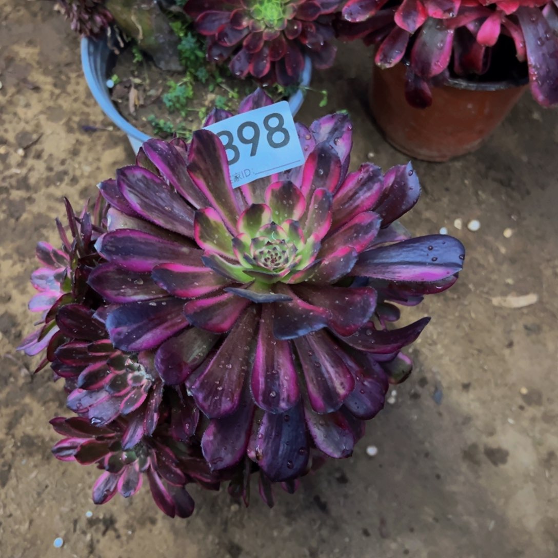 898红金刚多肉植物