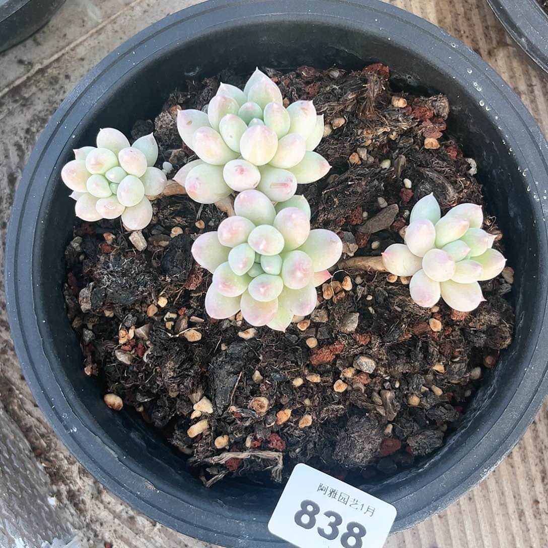 阿雅园艺。          838