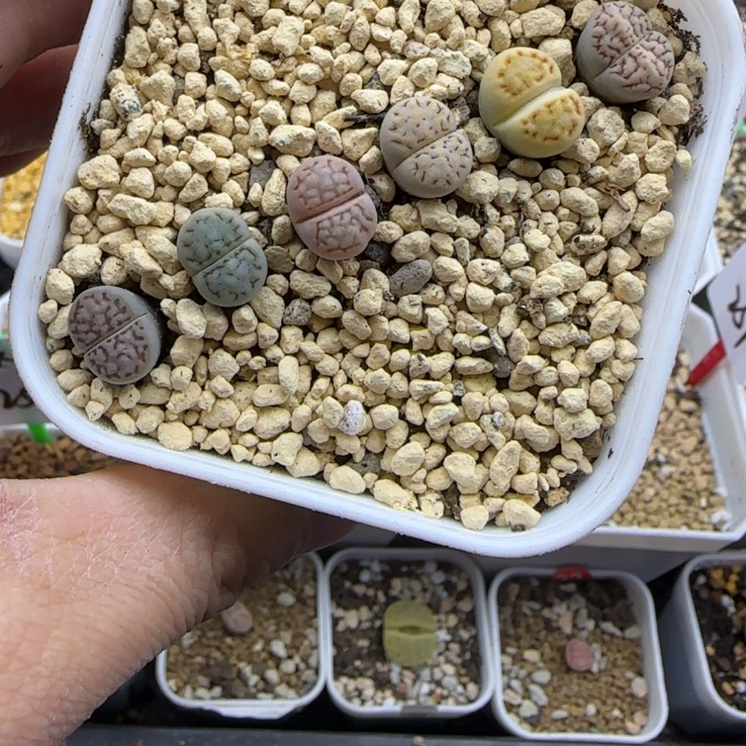 一组彩色饼干福利脱土发