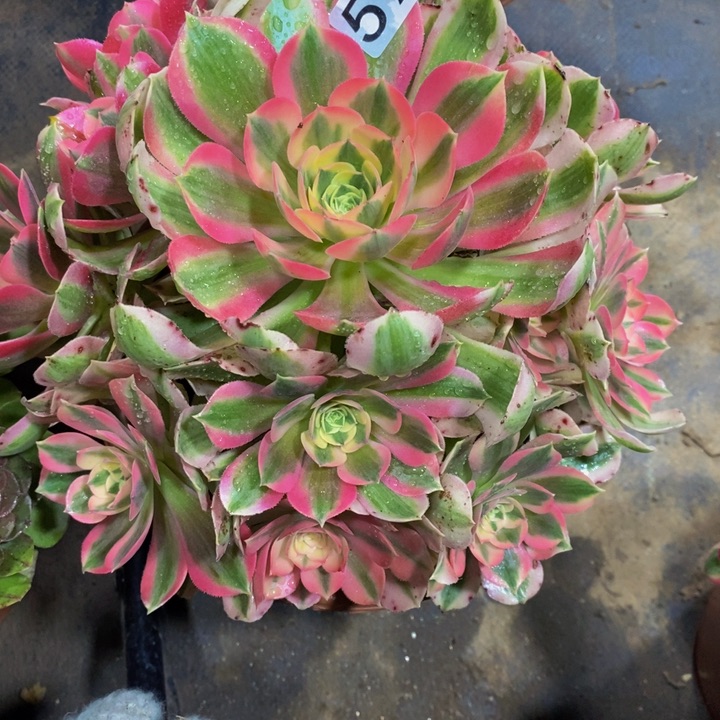 蘭*花595 粉女巫带主头的