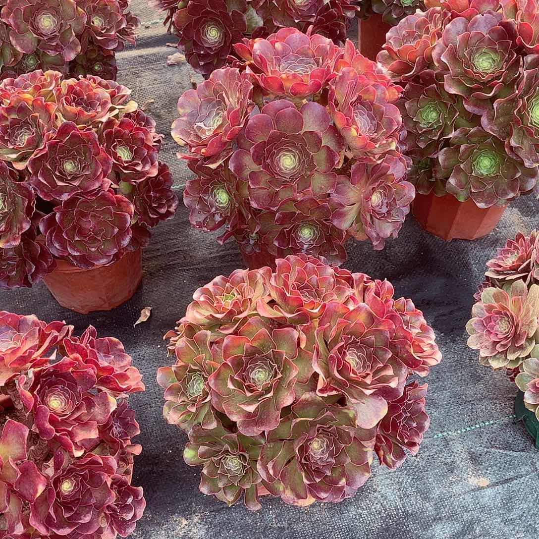 法师多肉漂亮漂亮