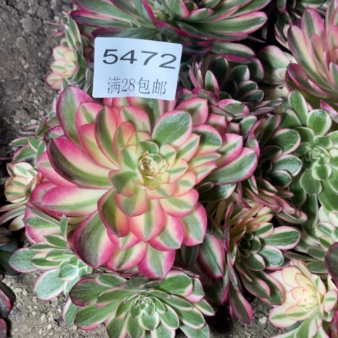 荔枝多肉多肉5472