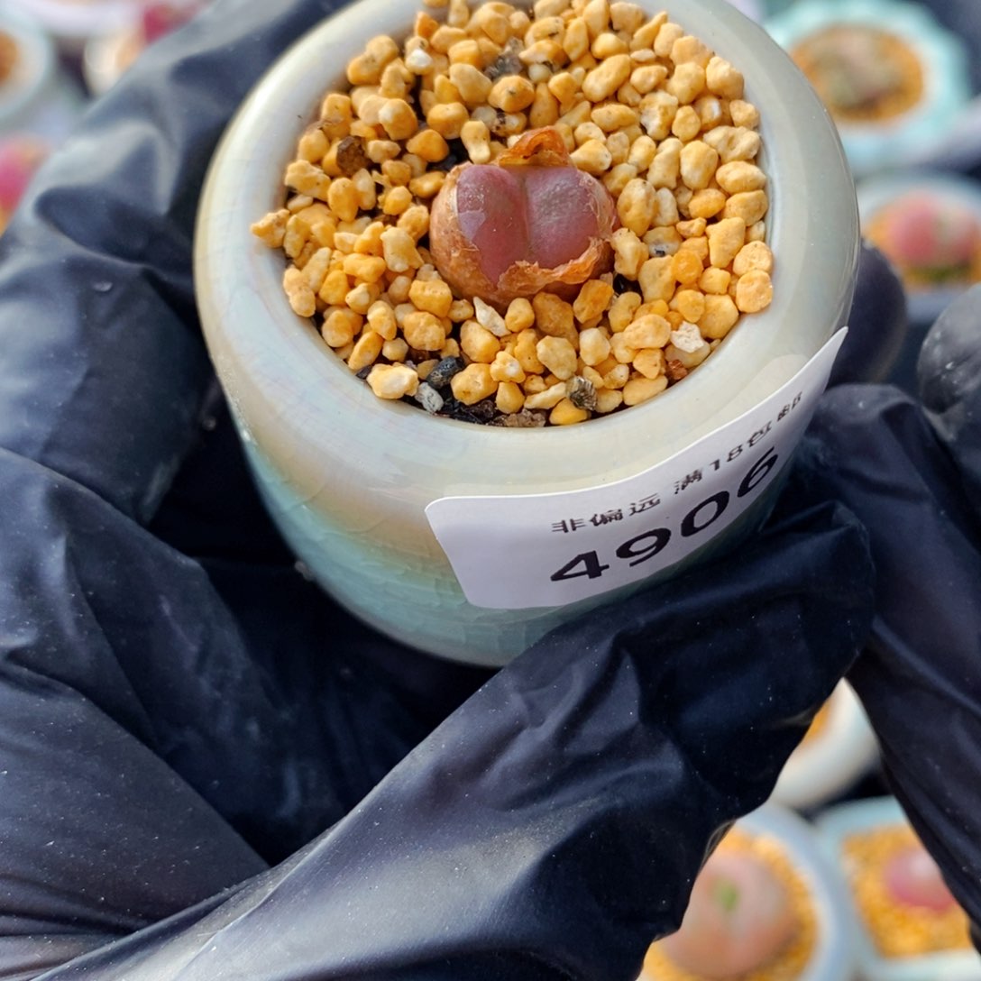 4906--一物一拍 带盆 吕红