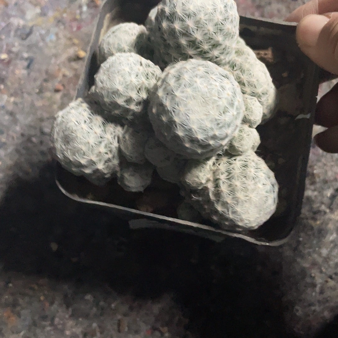 290大春星仙人球植物