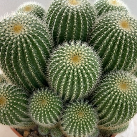 超大金冠仙人球35米xrq