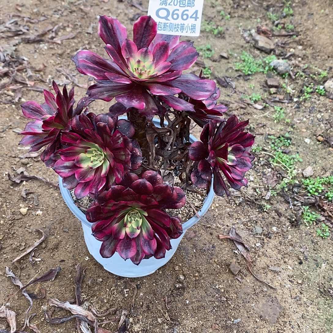 664美姬多肉法师锦多肉