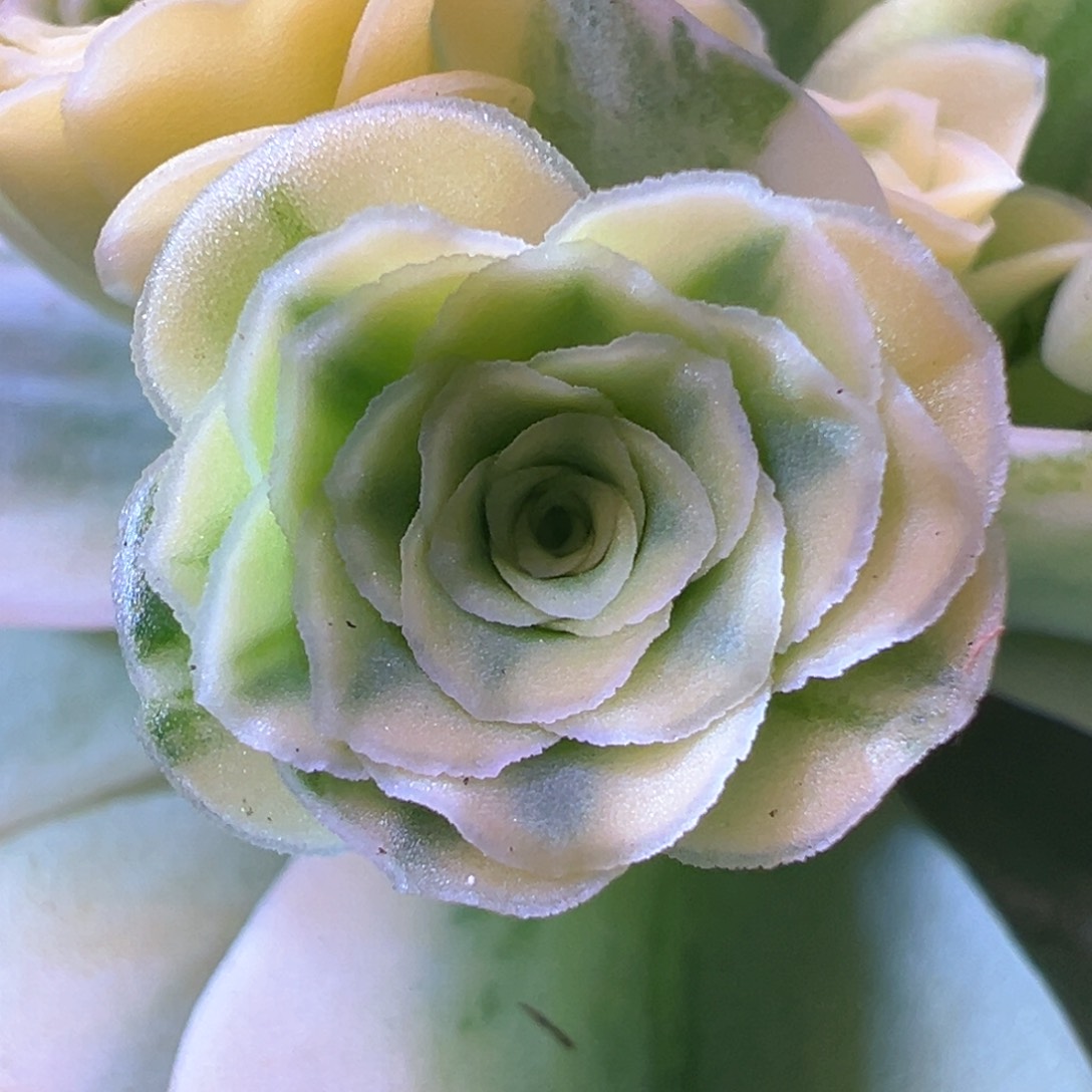 黄覆轮锦侧芽205山地玫瑰多肉