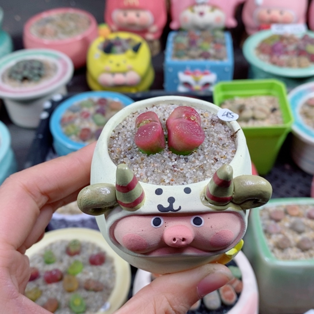 生石花花花花花花177号