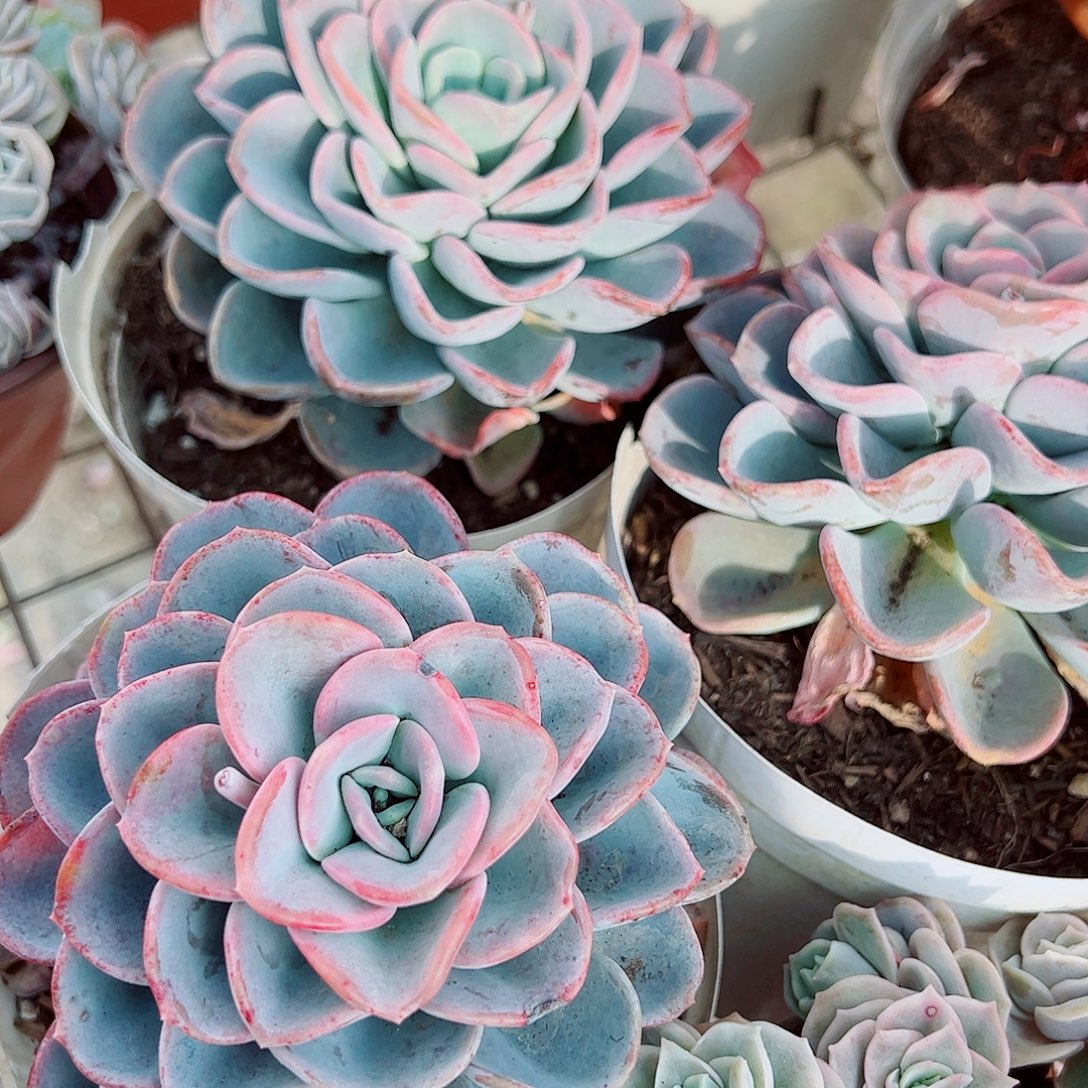 美尻大单头精品多肉