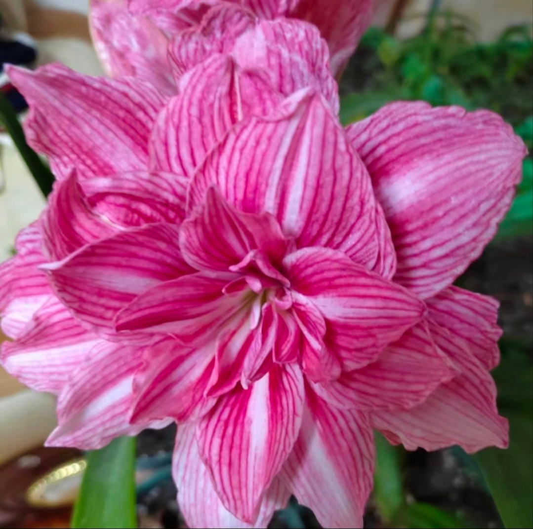 朱顶红-孤宝仙子2厘米+