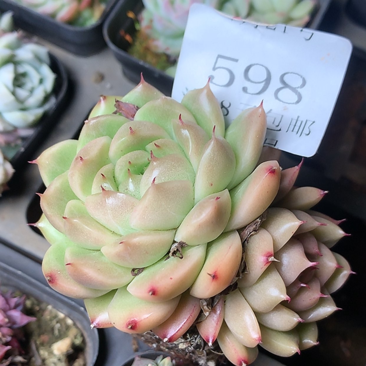 【闪购商品】云598