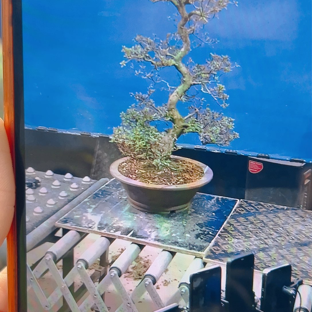 杂木盆景杜鹃紫辉一物一拍