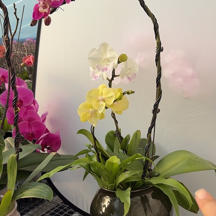 卍***妍无花朵造型款一盆一物一拍