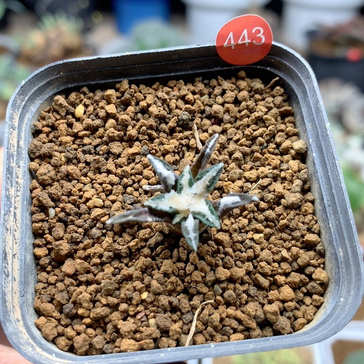 实生小姬牡丹仙人球带盆