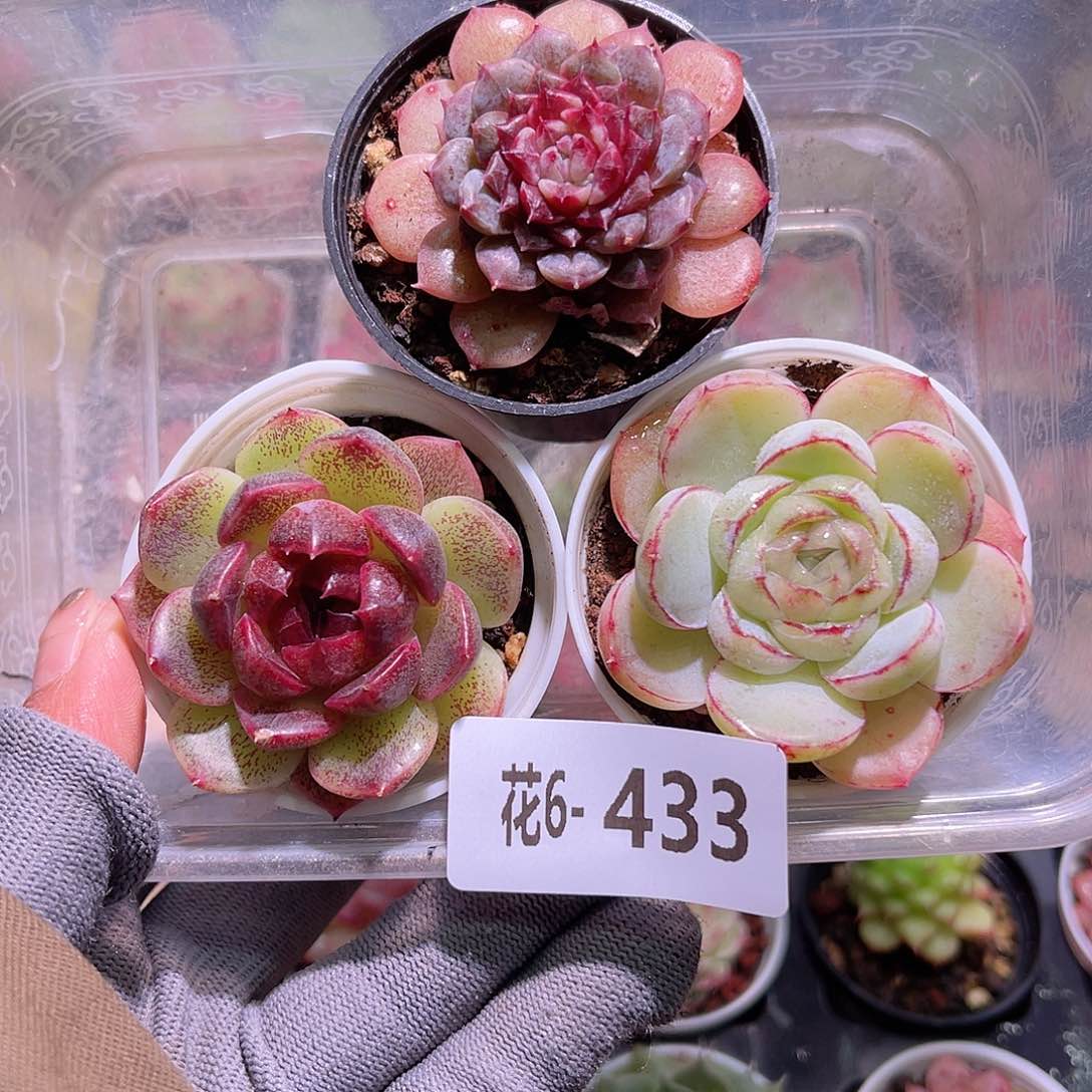 花06-433多肉组合3颗
