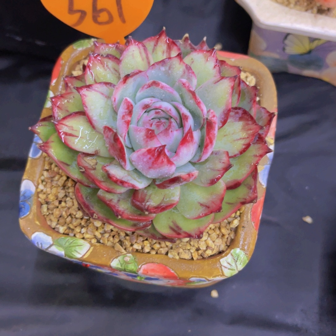 *****361号多肉植物一物一拍