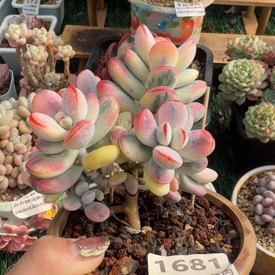 1681一物一拍（满28包邮）