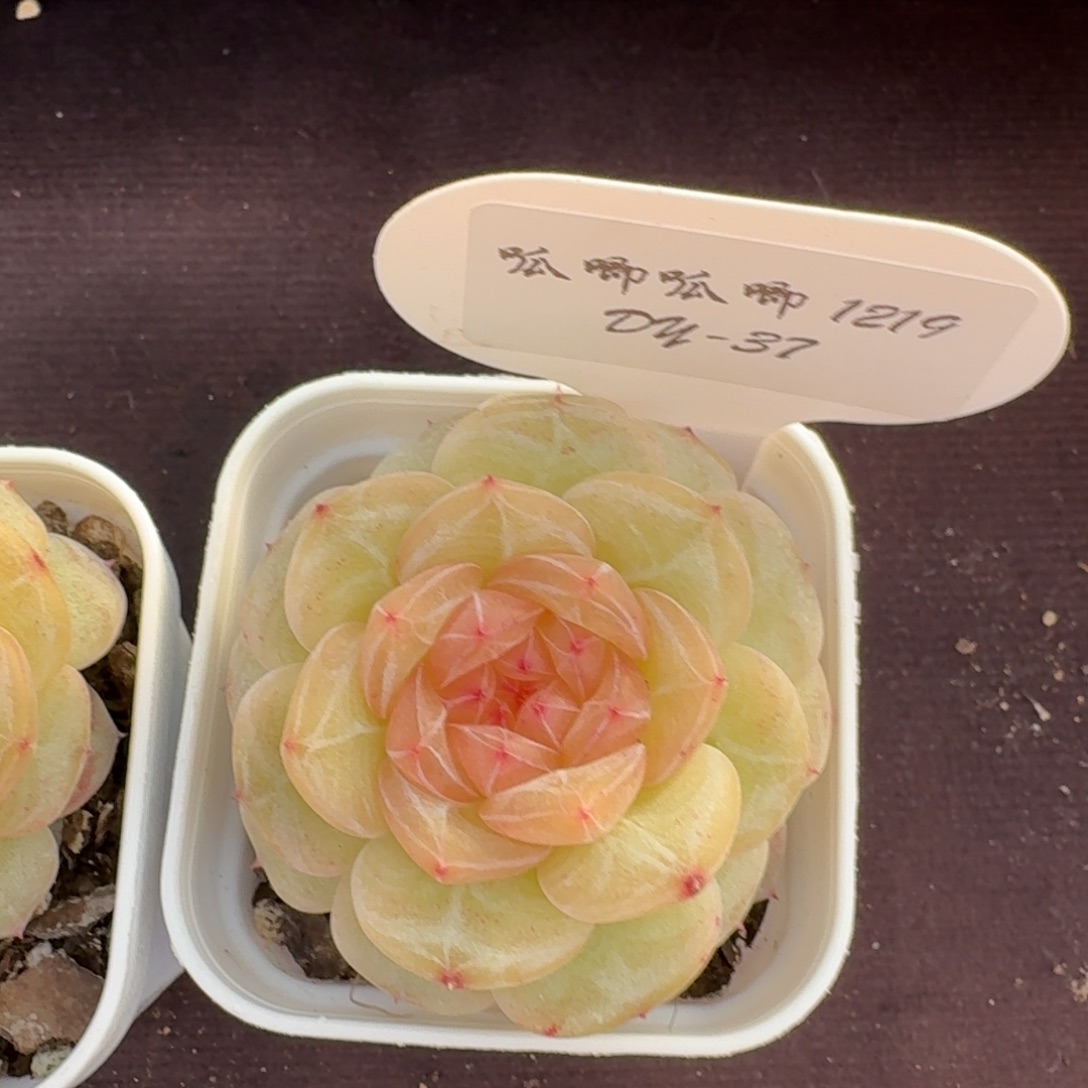 歪***歪1219-37-芳草一单头一颗