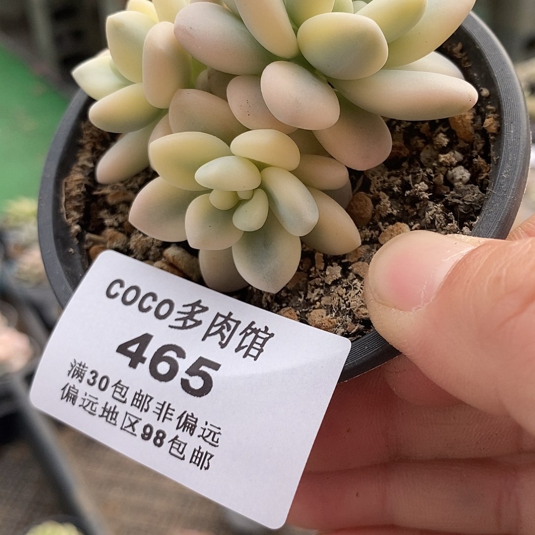 465洛神白富伦底座炸多肉植物