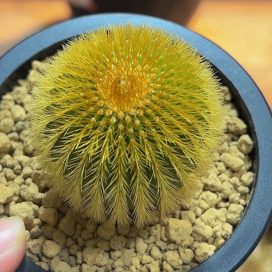 金刺优伯球88888855