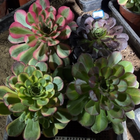 881多肉植物组合