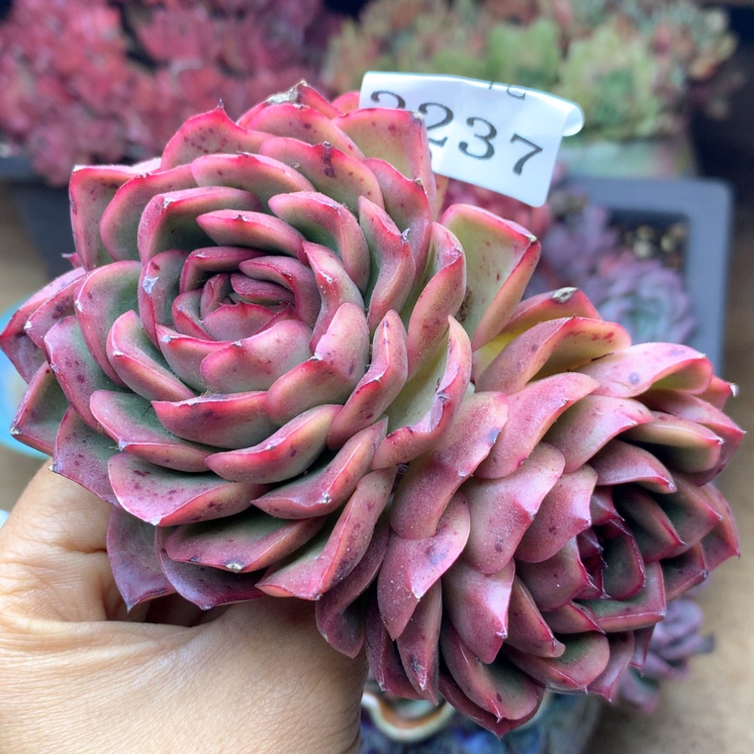 2237杂交多肉植物