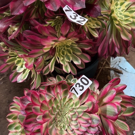 @*宇多肉植物两个