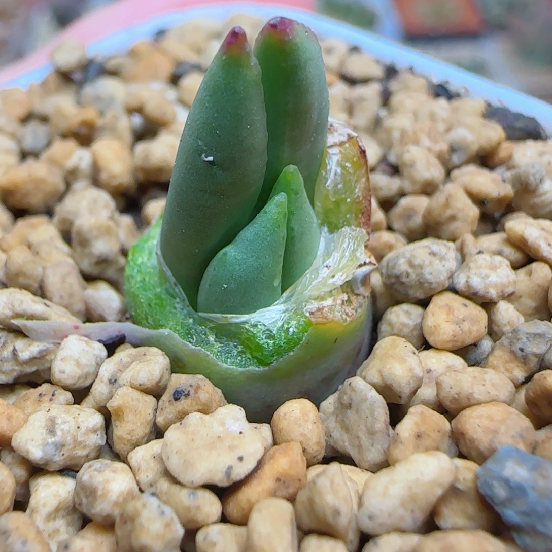 12.17红嘴精品多肉皮卡丘6号