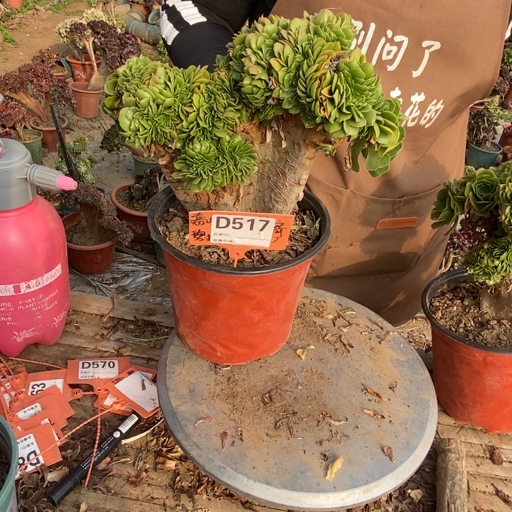 梅****D517绿羊绒绿羊绒