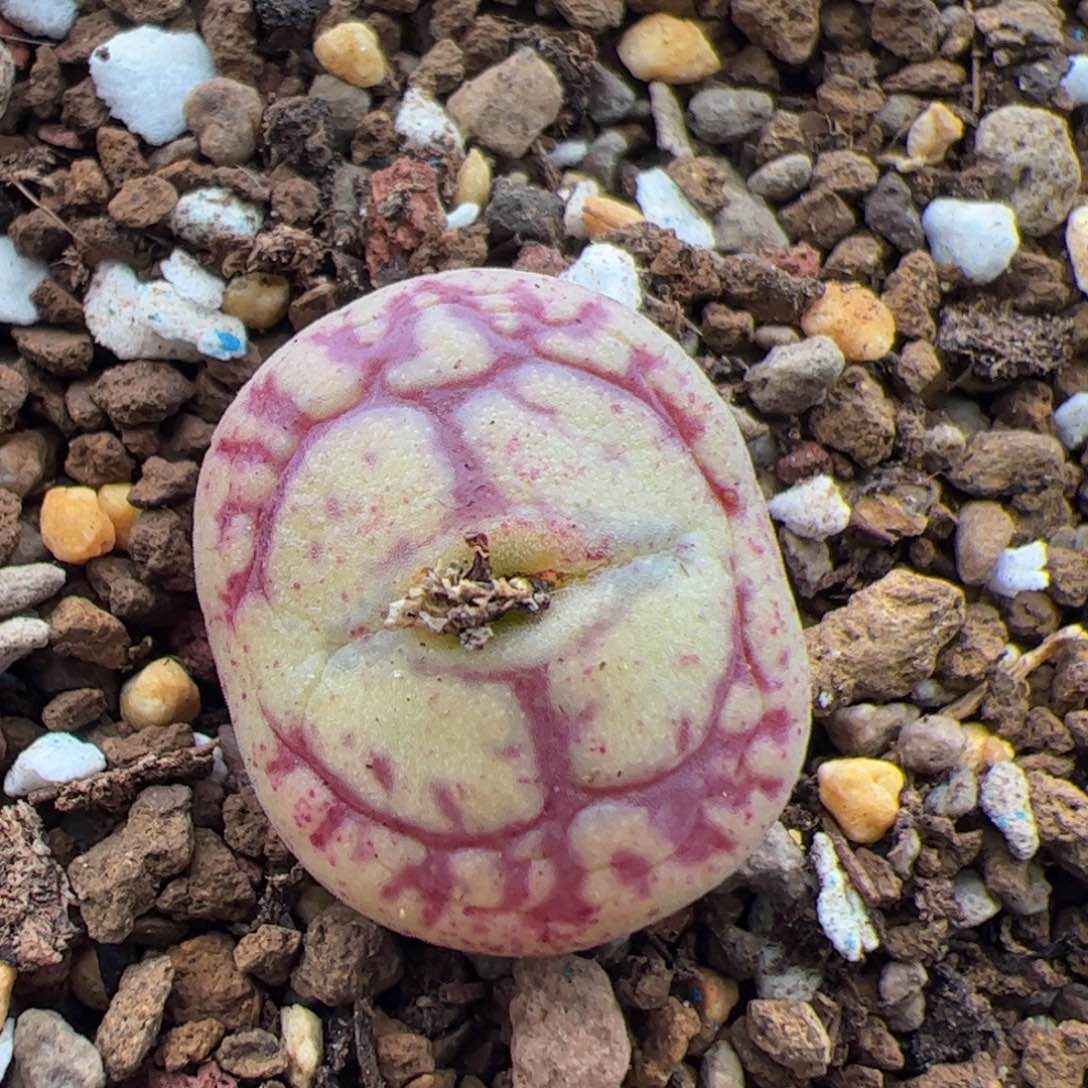 0241号毛杂 多肉植物