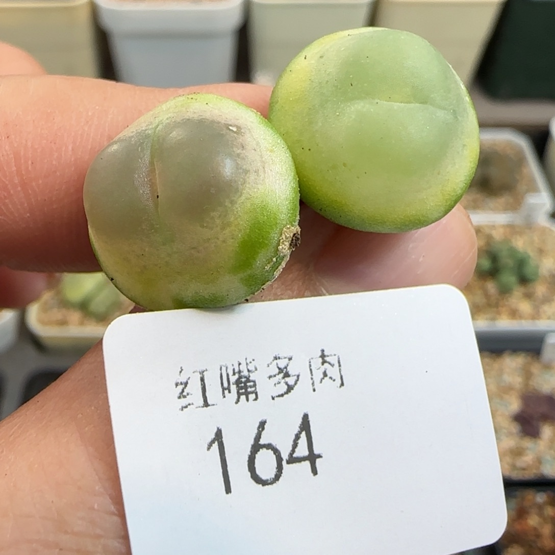 多肉植物四年拉登164号