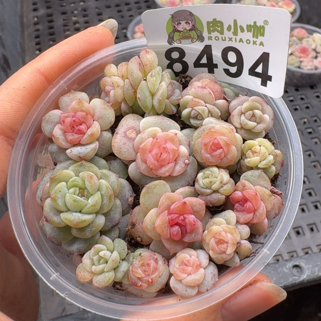 多肉植物多肉植物
