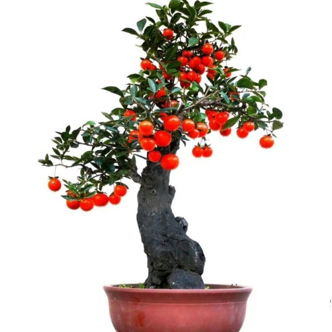 金弹子盆景茶台小品