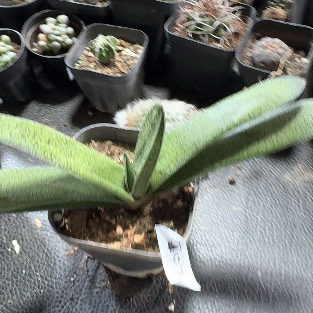 497卧牛实生脱土发货