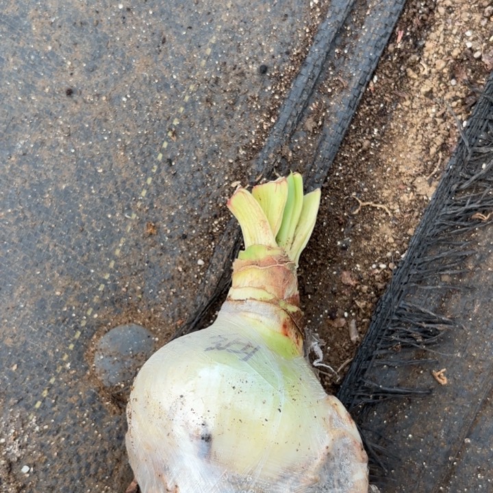 无花朵小细瓣盲盒