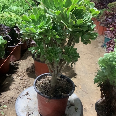 原始绿多肉植物法师11号