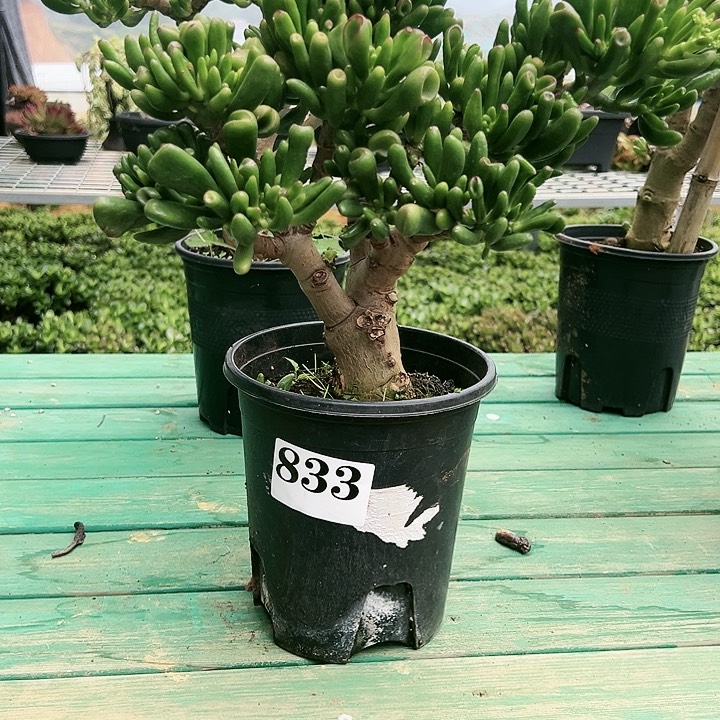 833号吸财树不带盆