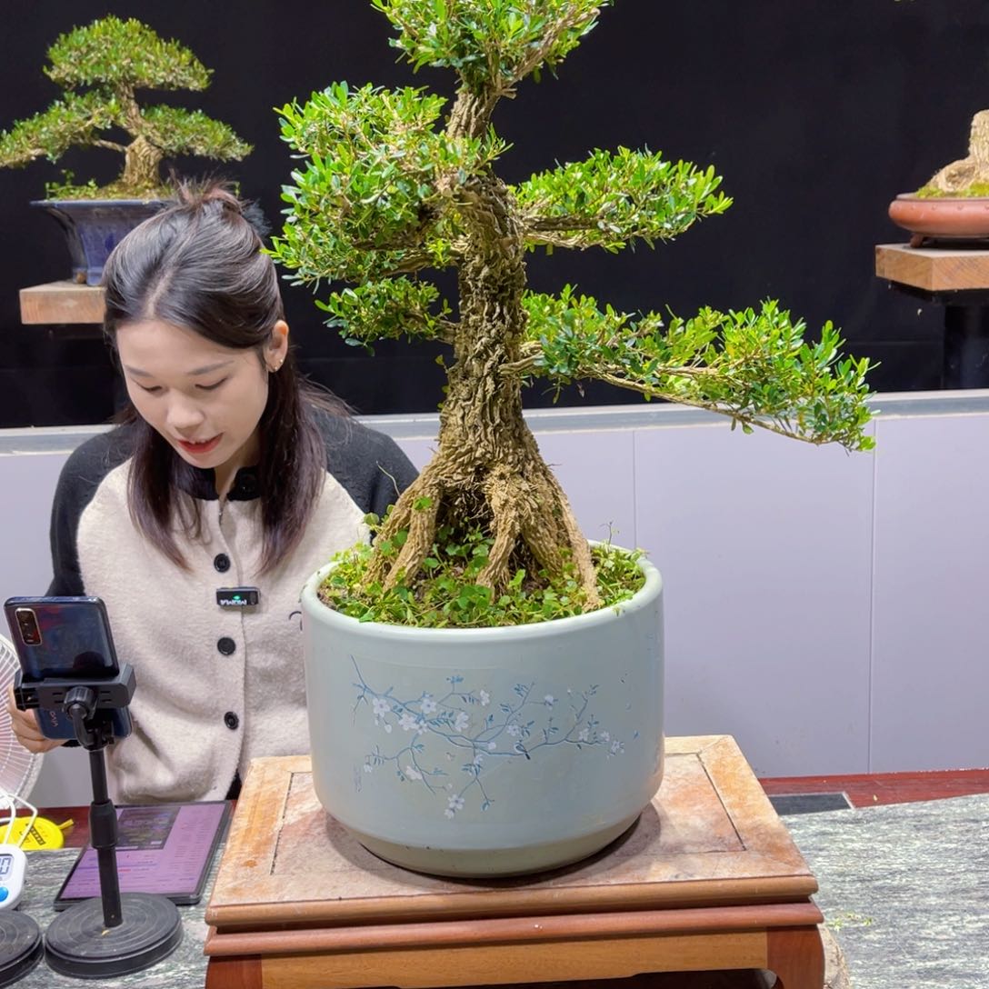 四季常青翠绿黄杨盆景山**秀