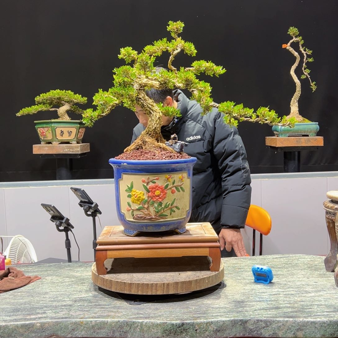 绿植黄杨盆景盆景