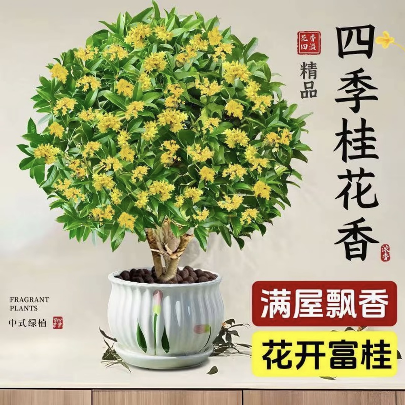 【5年桂花苗】四季开花金桂浓香型花卉耐寒好养适合室内外阳台庭院