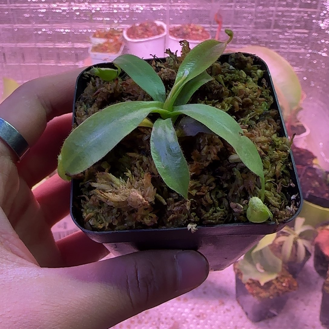 无花朵专拍斑豹猪笼草