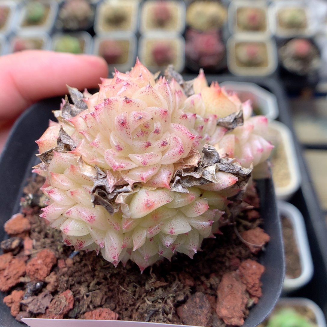 W59 ，柿子多肉20包邮，偏远地区不发货