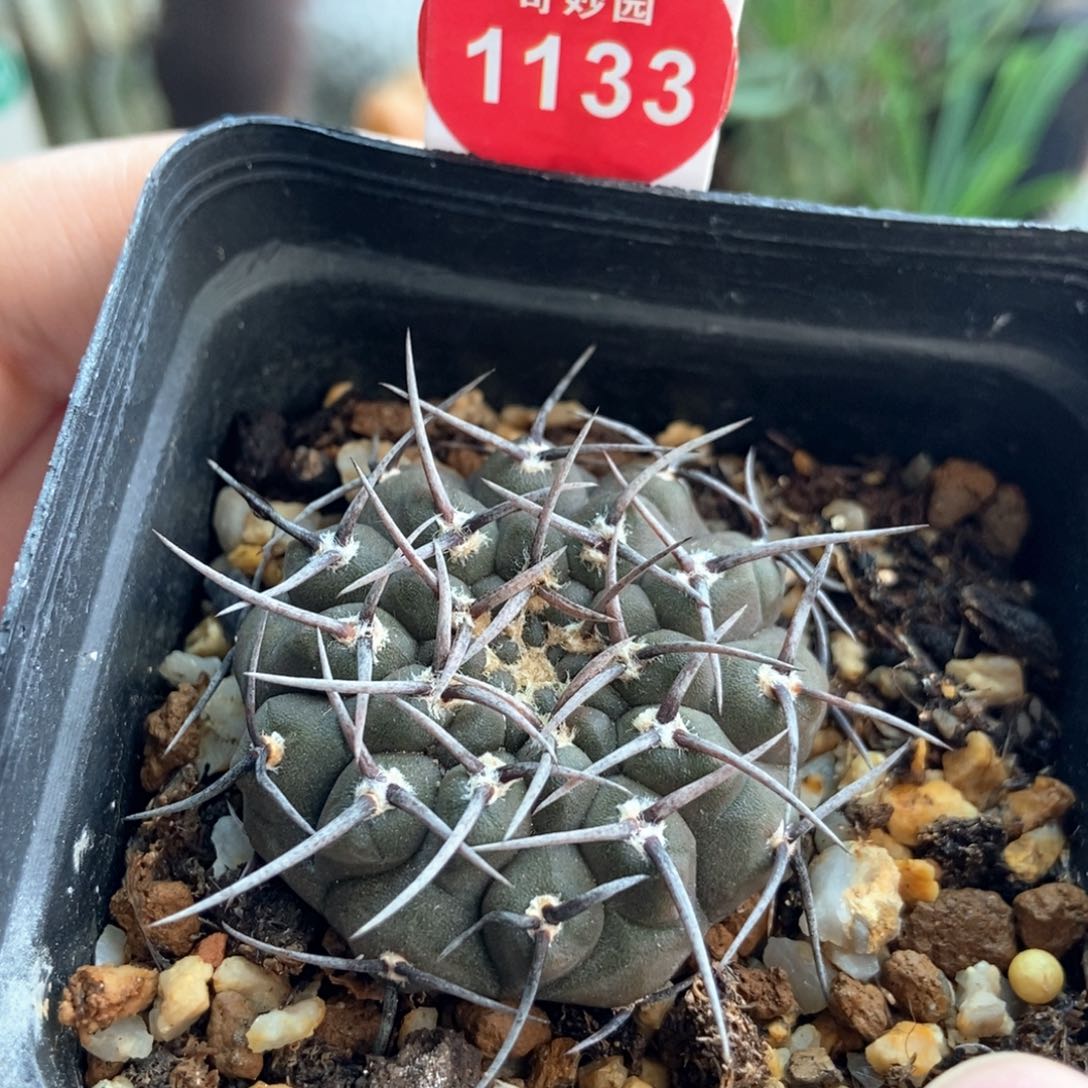 实生螺旋黑刺一勋丸3.7cm