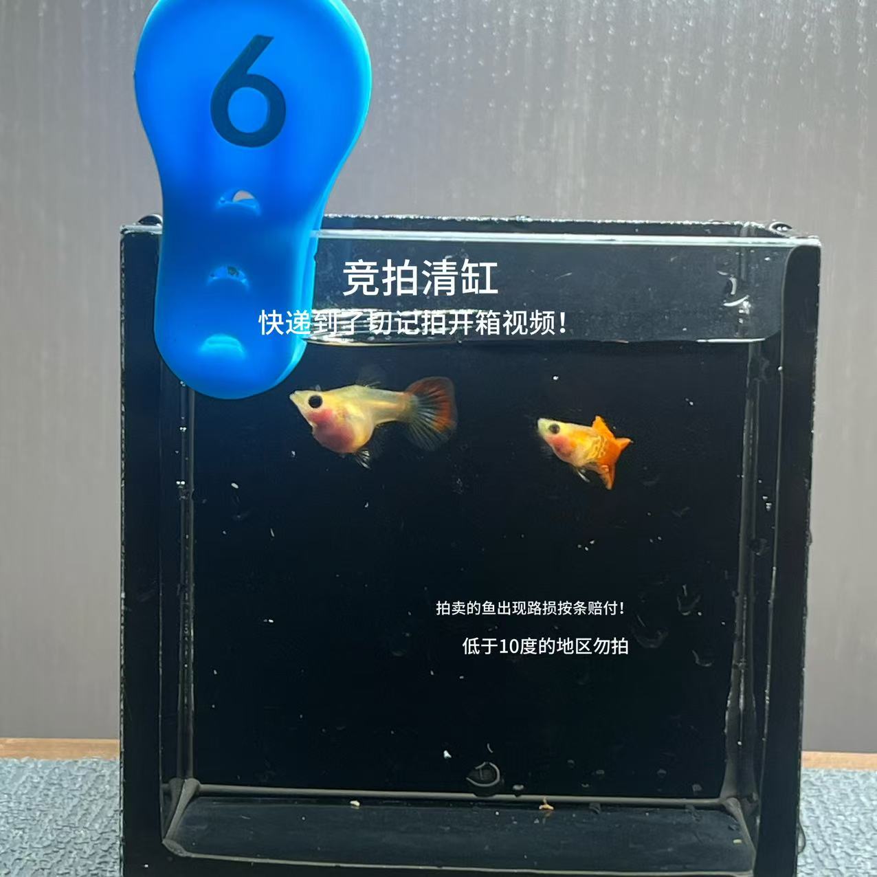 银河琉璃球体一对编号6