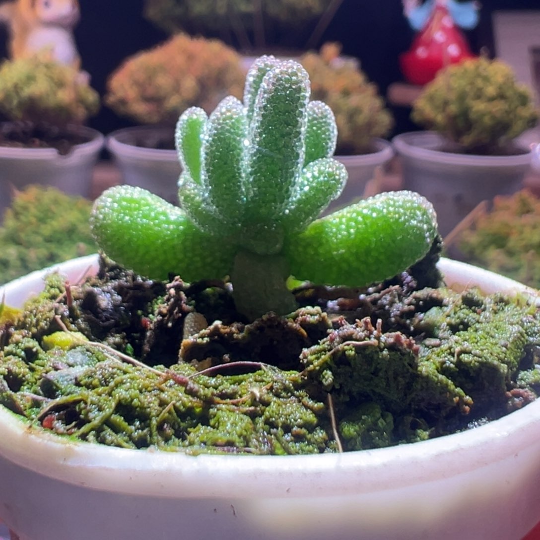 274冰晶一物一拍包开箱